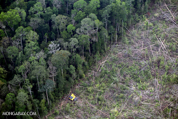 empat komoditas deforestasi global