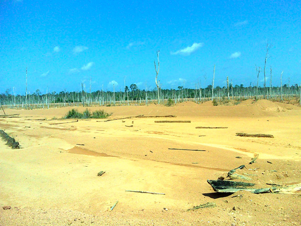 Relawan Pemantau Hutan Kalimantan