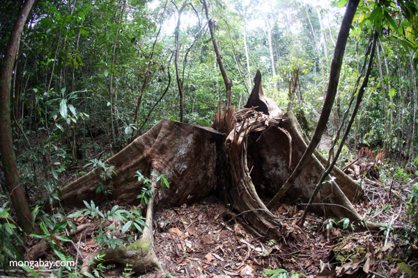 pengelolaan hutan masyarakat adat