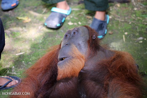 Indonesia negara yang damai