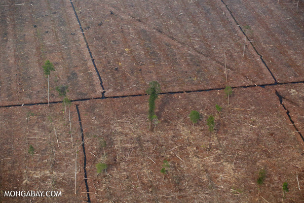 manusia menebang 100 juta