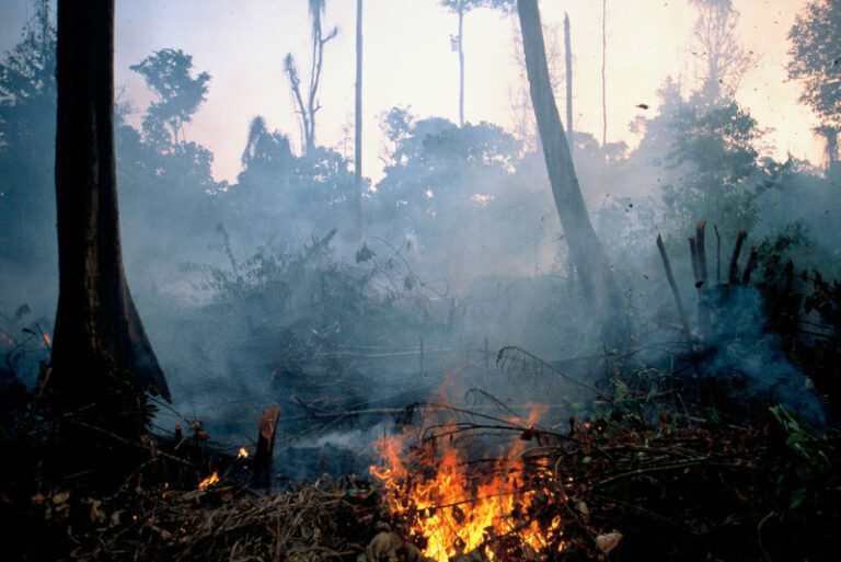 Kebakaran hutan tahun ini