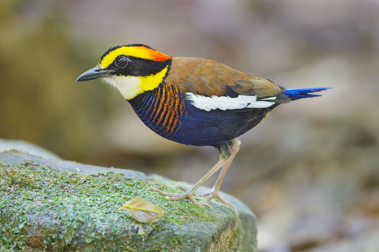 Burung sasaran praktik perdagangan