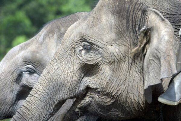 konflik manusia dan satwa