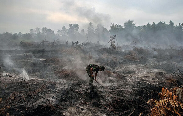 minyak sawit minyak nabati