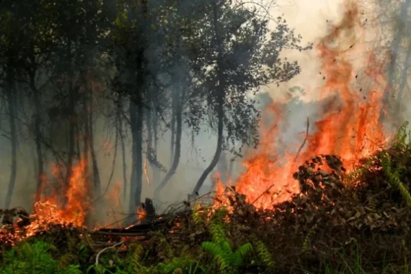 ahli memprediksi kebakaran kembali