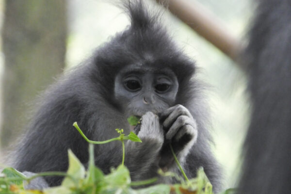 konservasionis melepas monyet daun