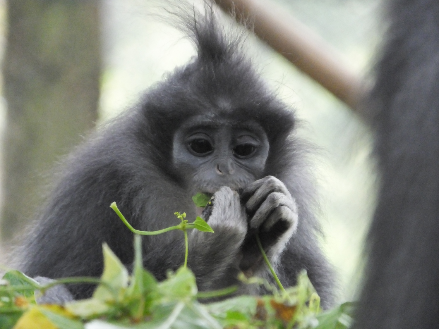 konservasionis melepas monyet daun