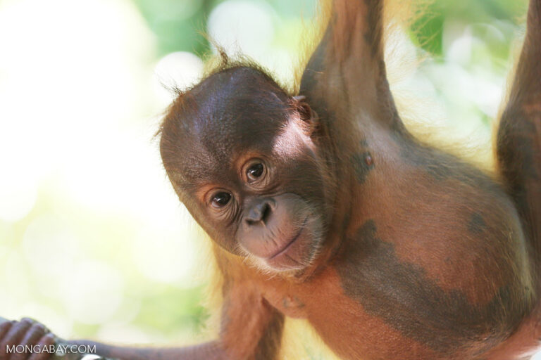 Orangutan Sumatra Terancam Punah Lebih Serius