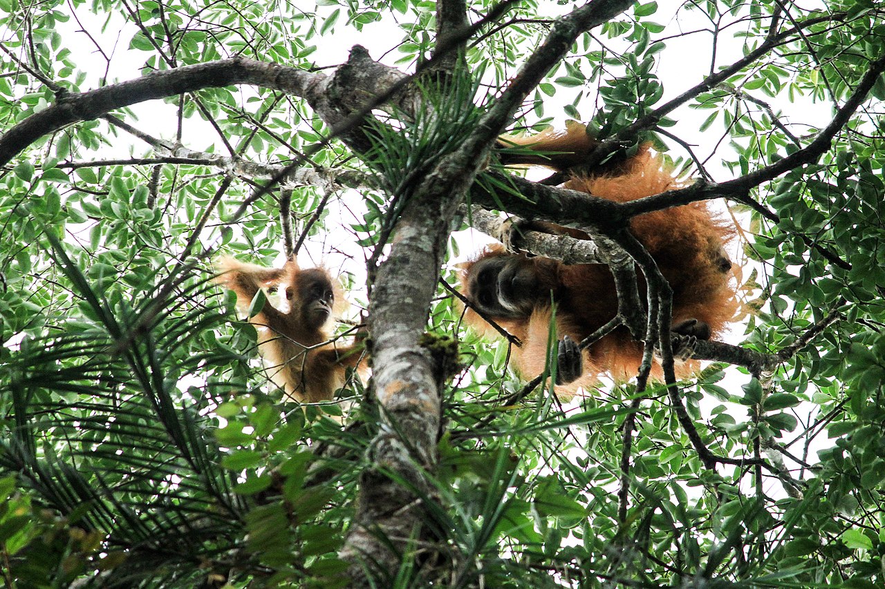 banjir longsor akhir 2025
