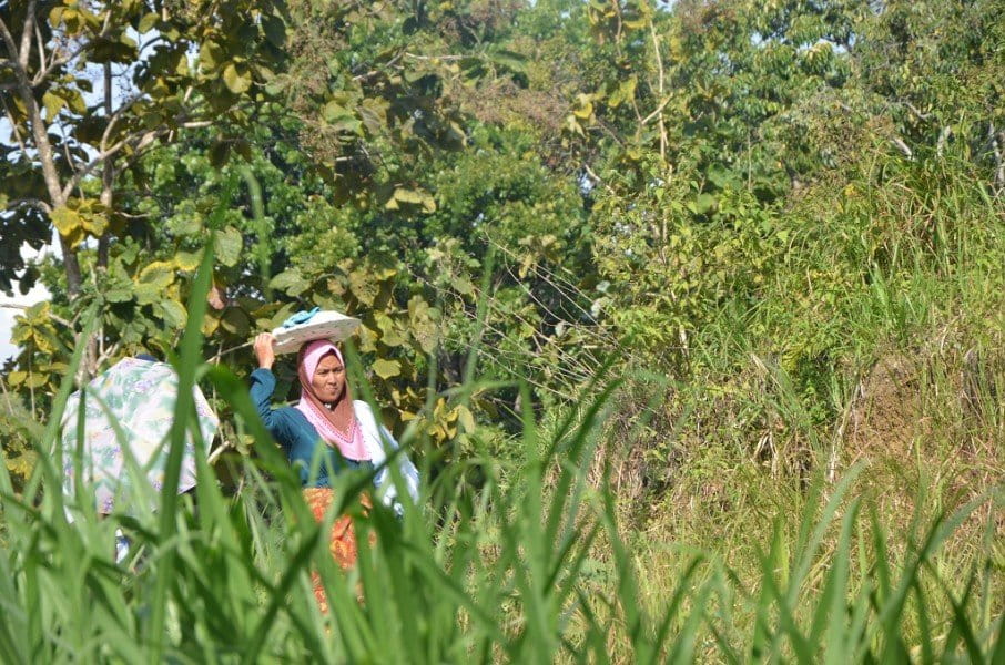 dataran tinggi jantung Sulawesi