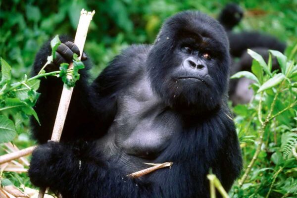 pertanian sektor utama Afrika