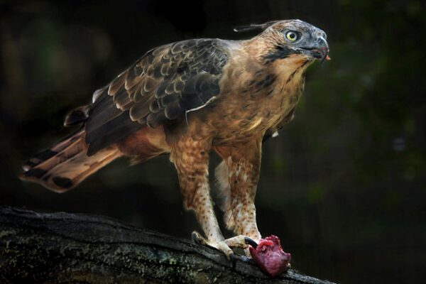 Pulau Jawa pepatah lama