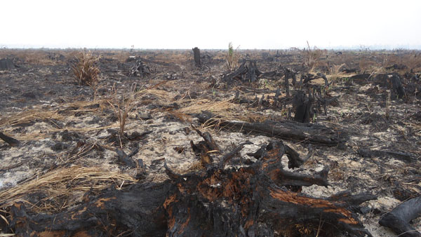 tata kelola hutan lahan