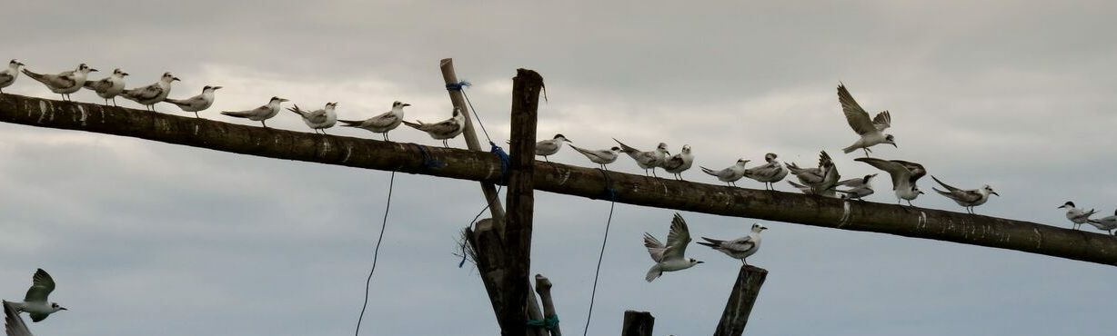 Wetlands International staf KLHK