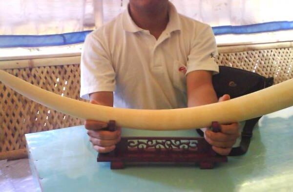 Pengiriman gading gajah Sumatra