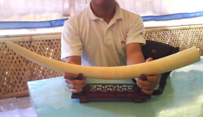 Pengiriman gading gajah Sumatra