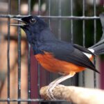 Lonjakan popularitas kompetisi kicau