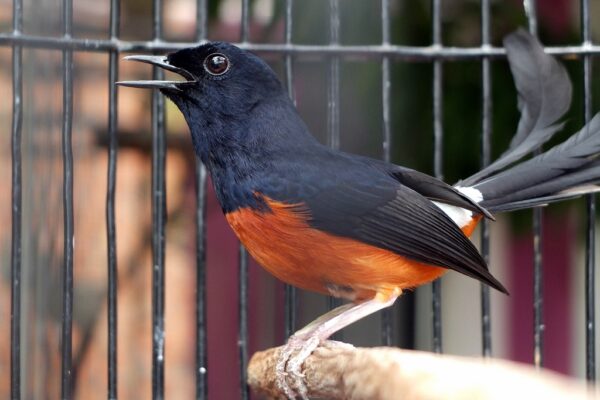 Lonjakan popularitas kompetisi kicau