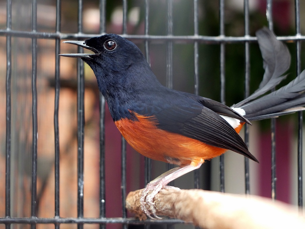 Lonjakan popularitas kompetisi kicau