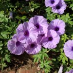 beberapa insiden saat menyelam