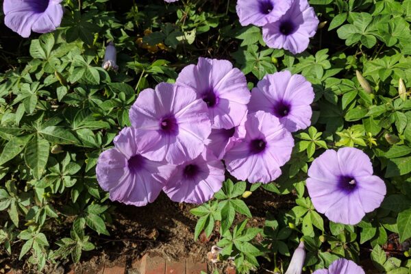 beberapa insiden saat menyelam