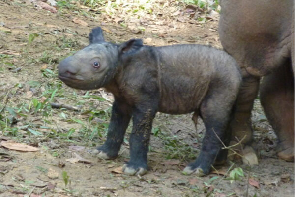 menjelang Hari Badak Sedunia
