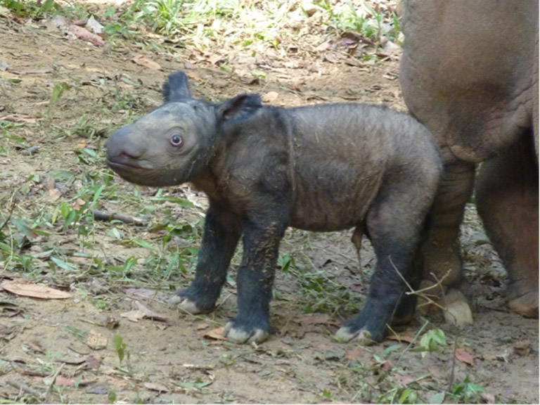 menjelang Hari Badak Sedunia
