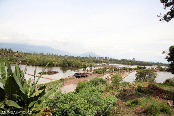 Dahulu bakau menutupi sebagian