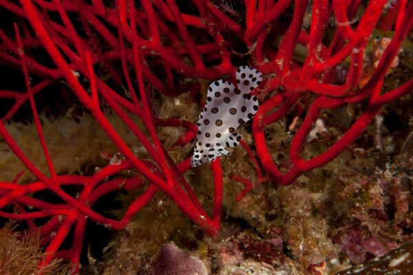 komoditas perairan bernilai tinggi