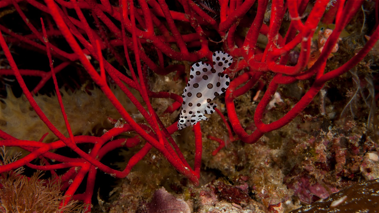 komoditas perairan bernilai tinggi