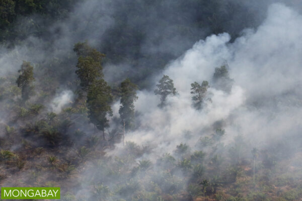 perusahaan-perusahaan sawit global