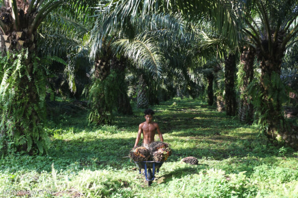 Pada suatu siang cerah